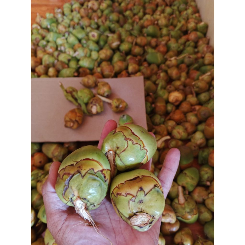 

Beluluk Buah Kelapa Kecil Tembuluk per 10 biji