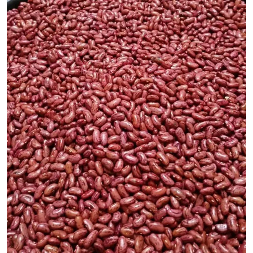 

jual Bibit kacang merah jago pilihan terbaik udah kering tinggal tanam berat bersih (1kg)