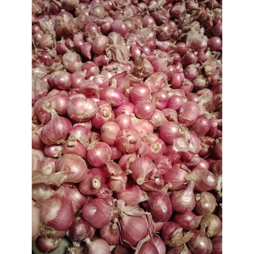 

Bawang merah Toba 1kg Bersih
