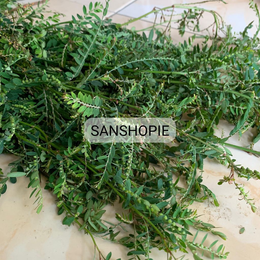 

Daun meniran segar per 250 Gram