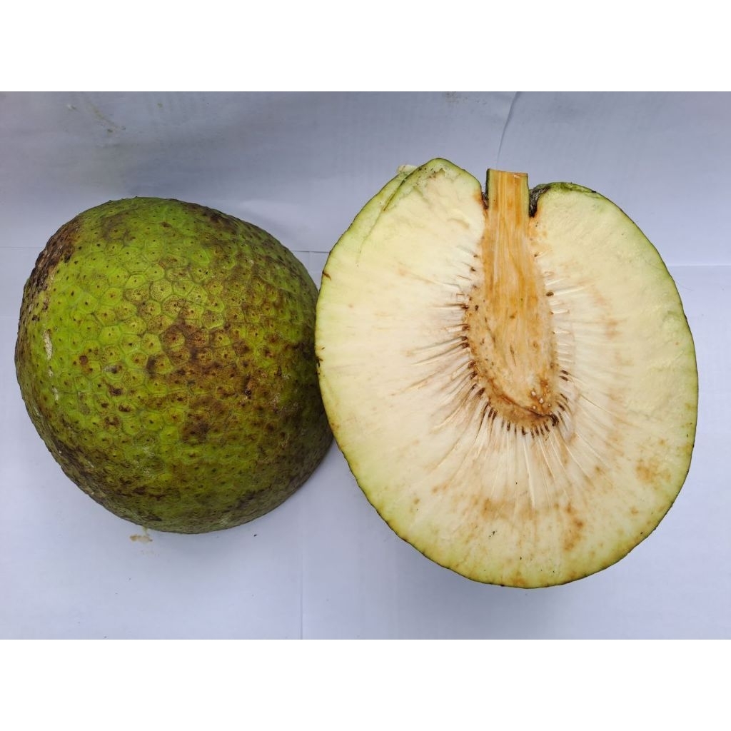 

buah sukun 1pc