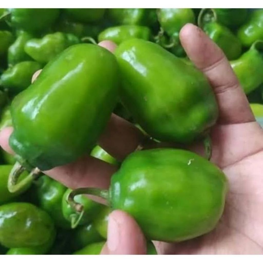 

Cabe Genot Segar 1kg Dari Tangan Petani Lokal Harga Murah
