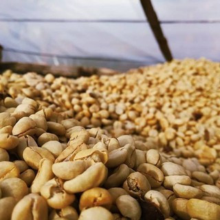 

Biji Kopi Gayo Arabika Specialty Proses Fully Washed 1kg