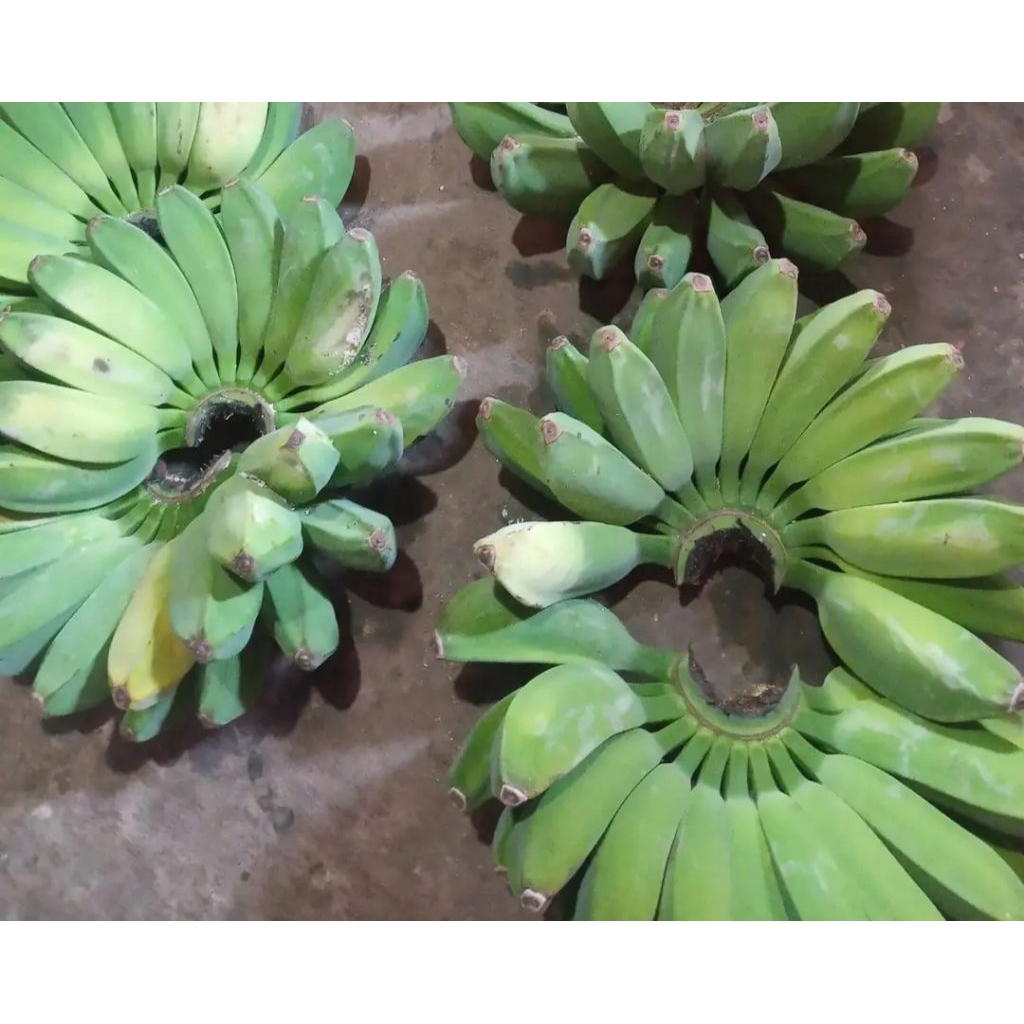 

PISANG PIPIT