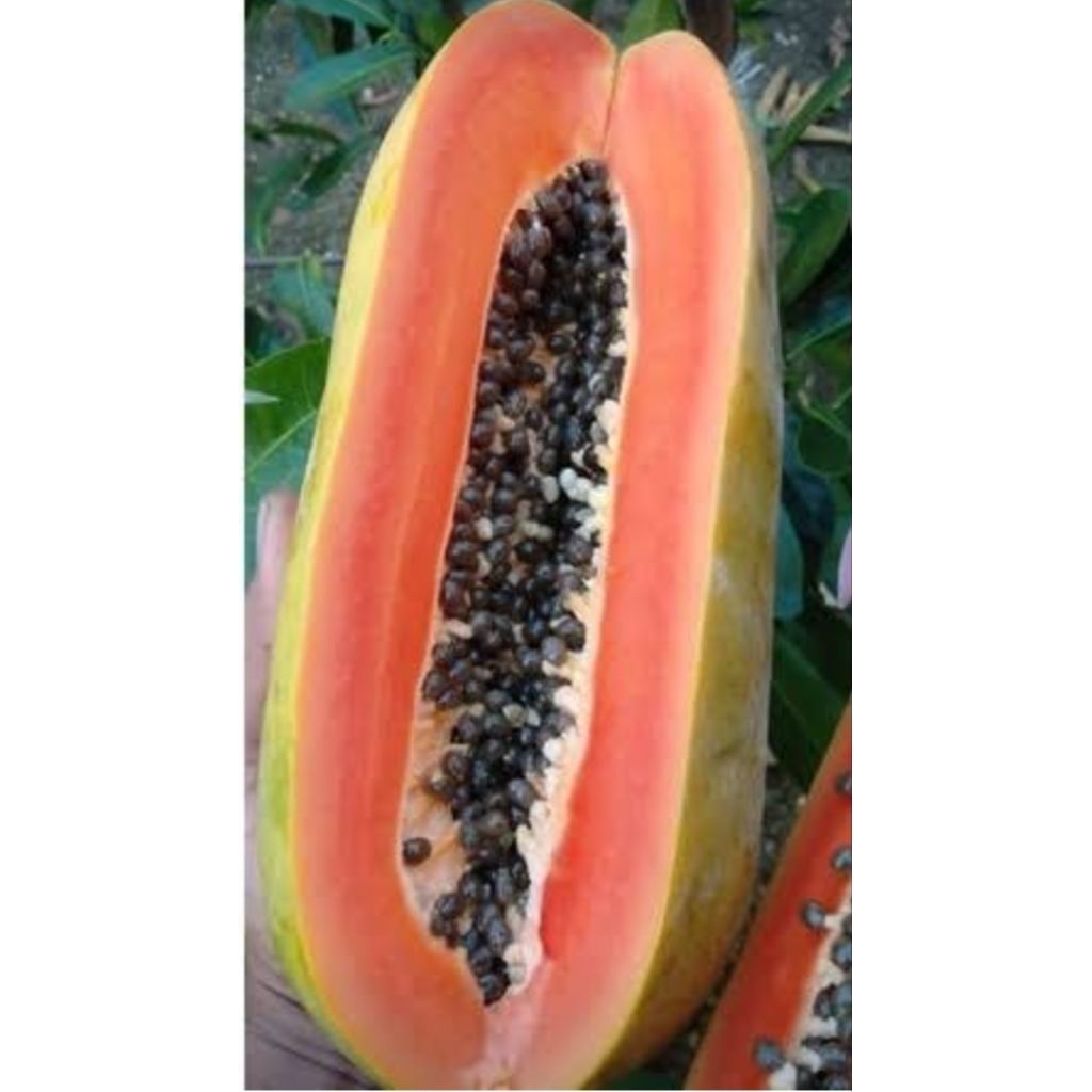 

pepaya california organik 1pcs berat 1,5-2kg