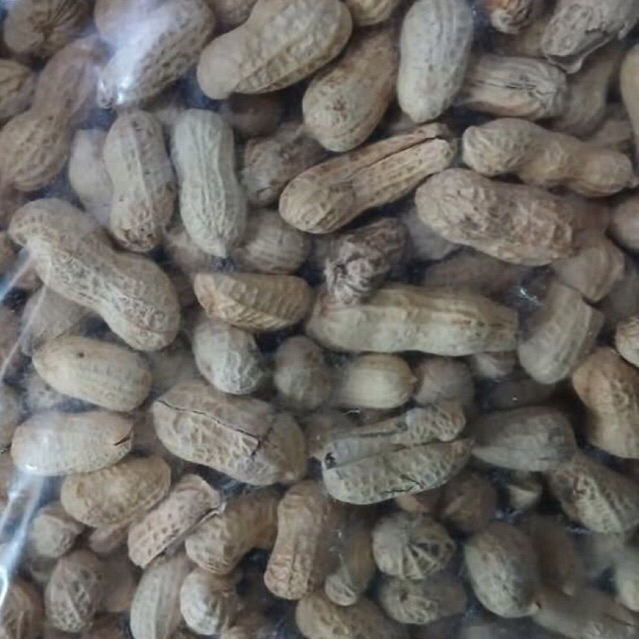 

Kacang Kulit Garing Asin Gurih Renyah