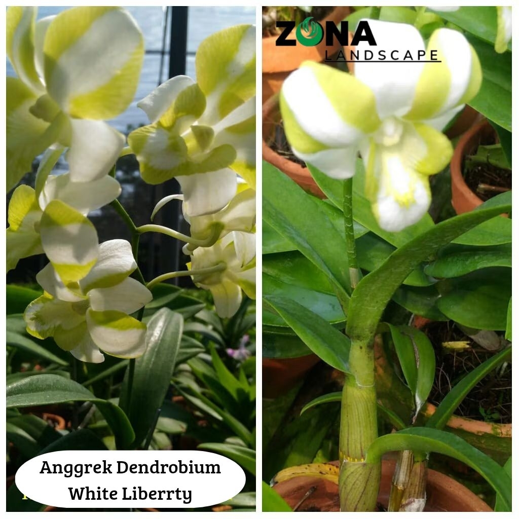 Bunga Anggrek Dendrobium White Liberrty (+Pot Tanah Liat & Media) Anggrek Dendro Import