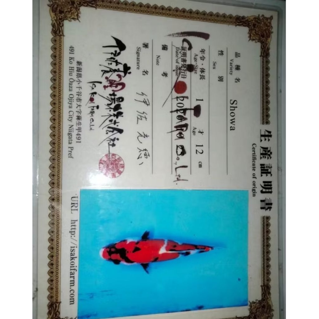 akuarium.. anakan/ koi USTARI grosir. indah sekali