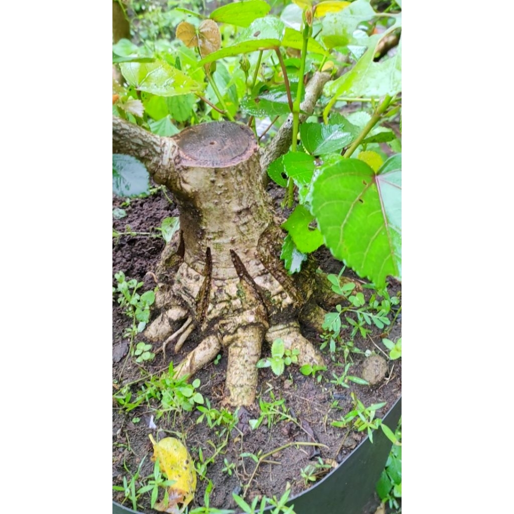 WARU TAIWAN - Bibit Bonsai WARU india