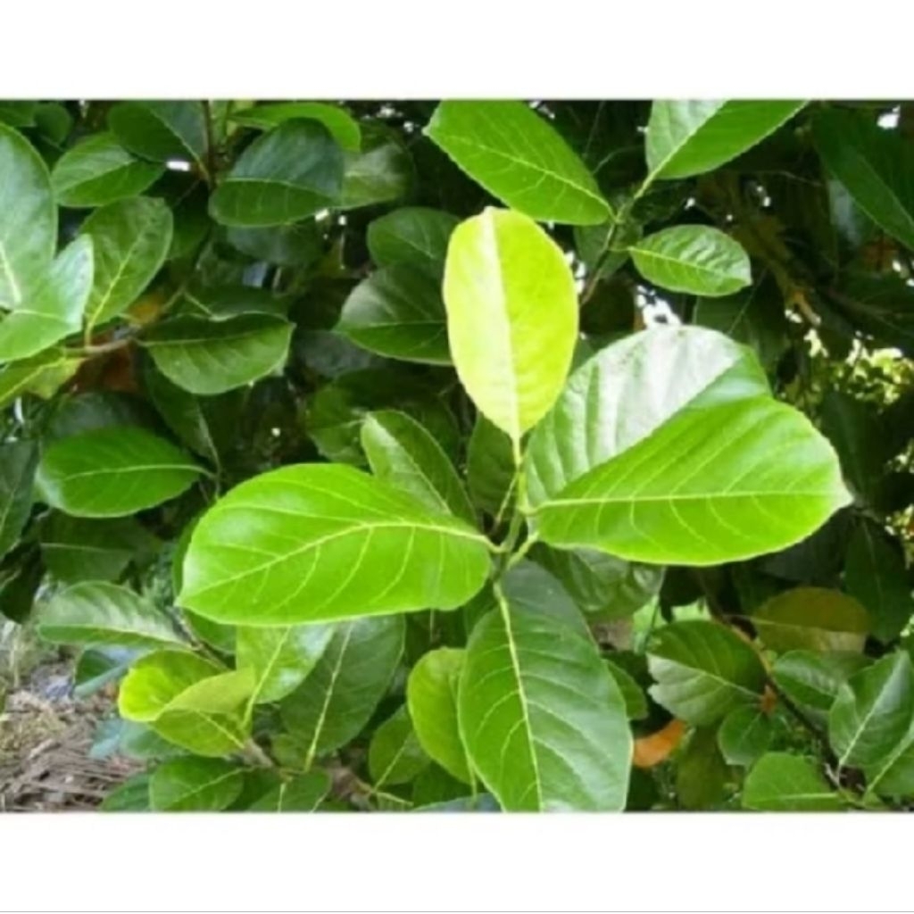 

daun nangka obat tradisional herbal 200 gram