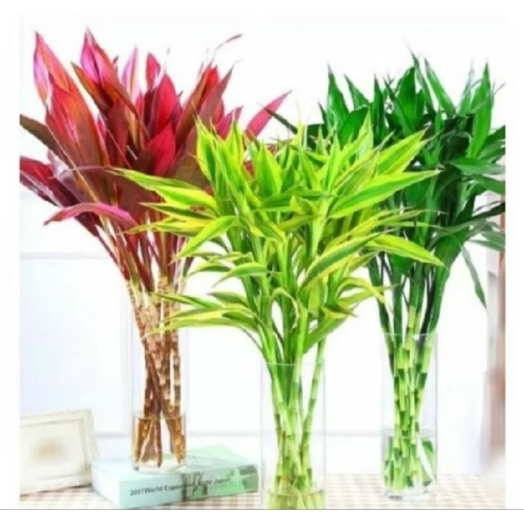 Paket 3 tanaman bambu hoki media air - tanaman bambu hoki merah - tanaman bambu hoki hijau - tanaman