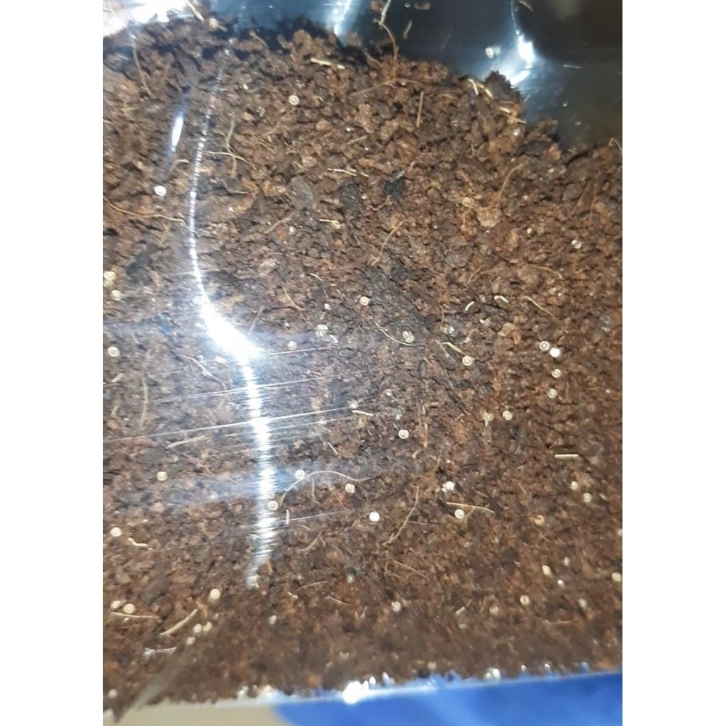 Telur killifish guenteri red