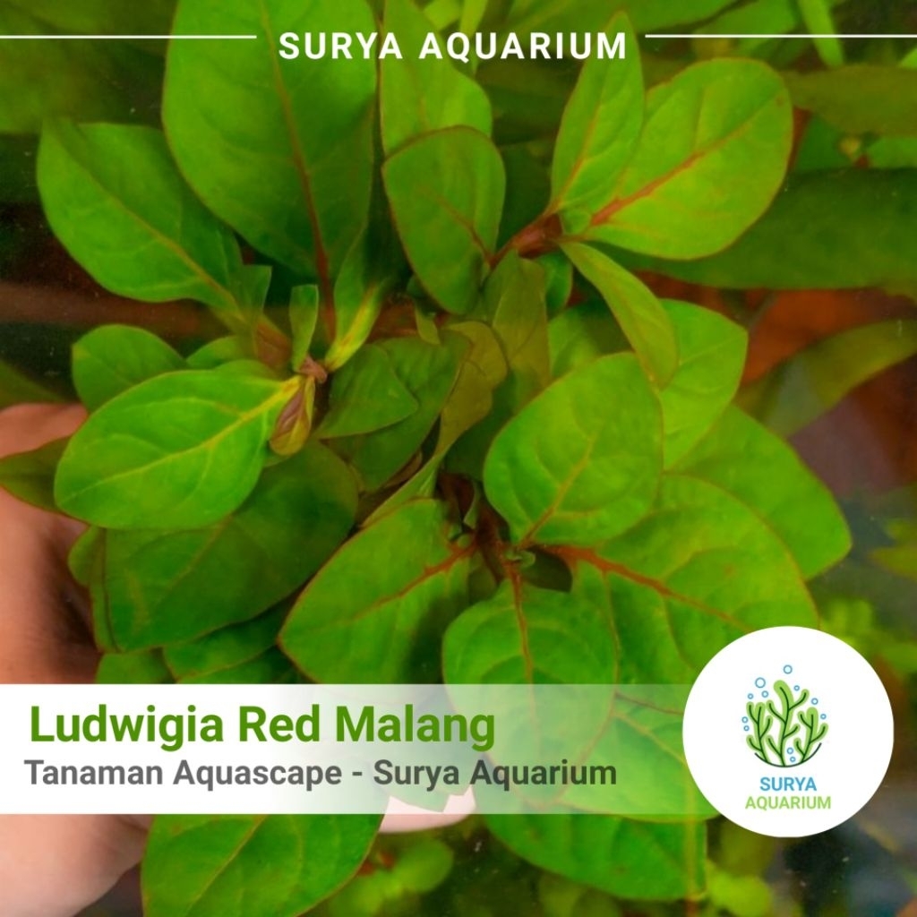 Ludwigia Red Malang 20 Batang - Tanaman Aquascape / Tanaman Akuarium