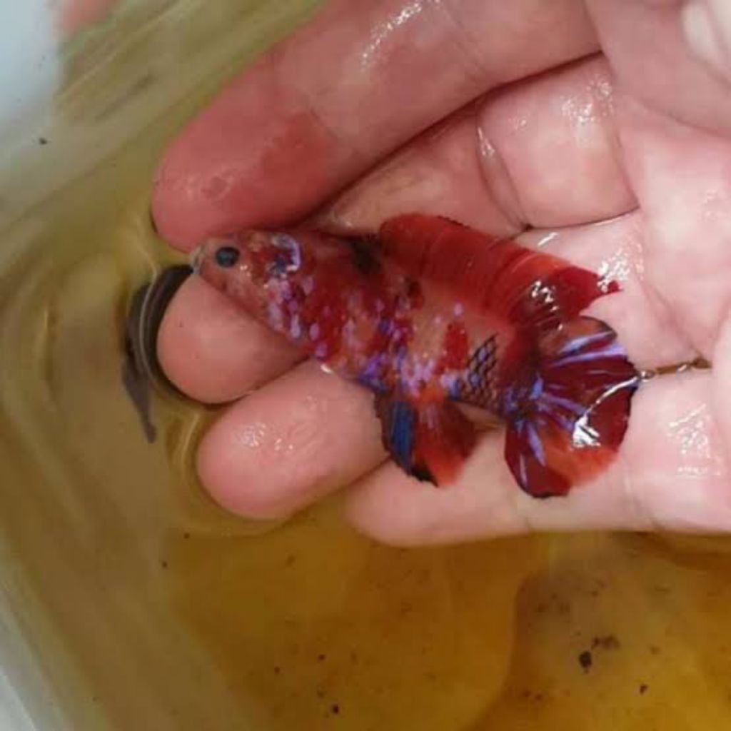 Ikan Cupang Giant Multicolor Ukuran 5-8cm Cocok Buat Yang Mau Memelihara Ikan Cupang Giant Ini