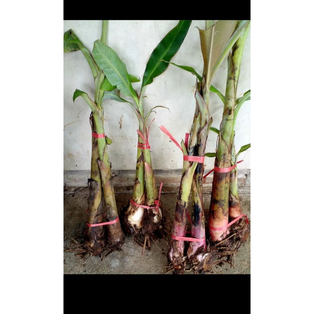 

bibit pisang marlin / muli /morlin / pisang putri