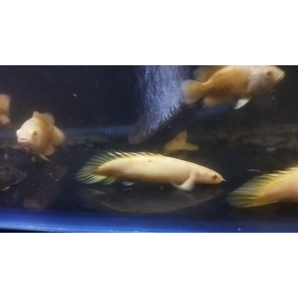 palmas albino SB 15cm