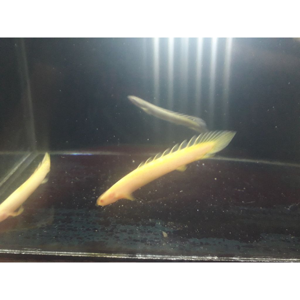 palmas albino 12-13cm