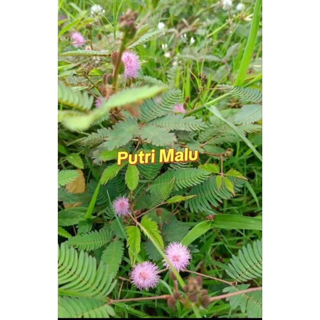 

50gr daun putri malu segar