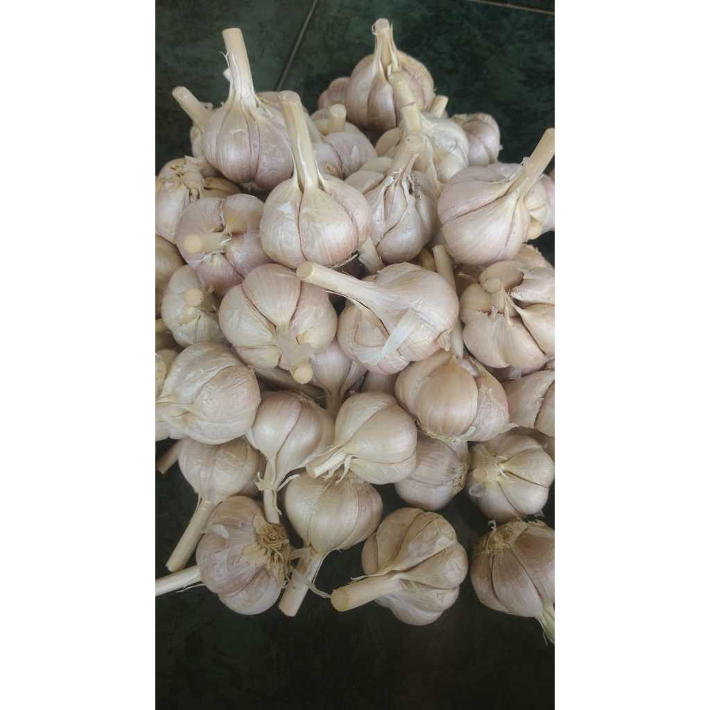 

BAWANG PUTIH KATING [500Gr - 1Kg]