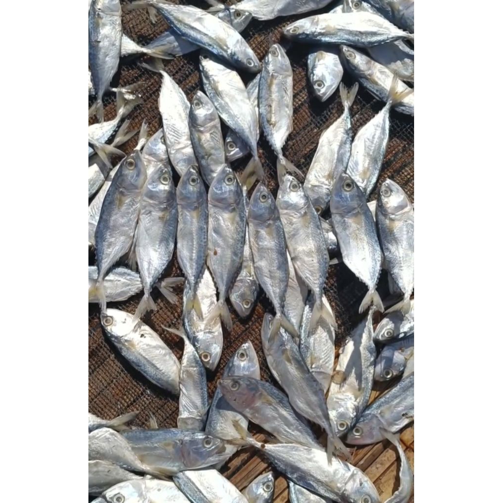 

Ikan Peda tanggung