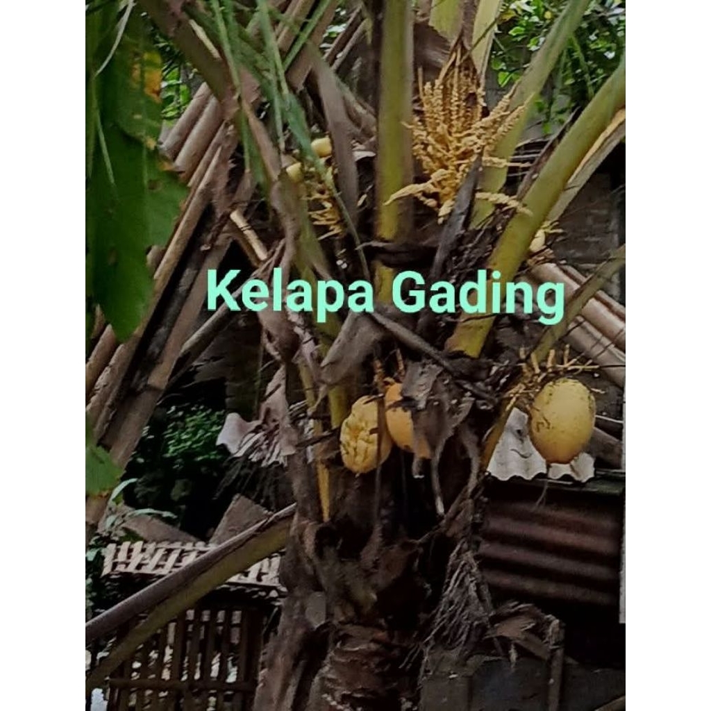 

kelapa kuning/kelapa gading /kelapa puyuh