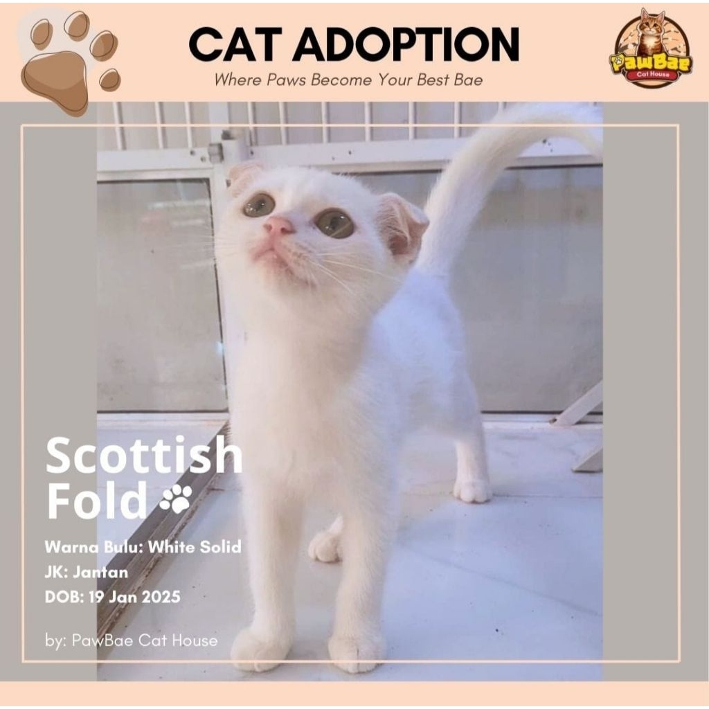 Kucing Scottish Fold White Solid Jantan (Indukan BSH Golden X Scottish Fold)