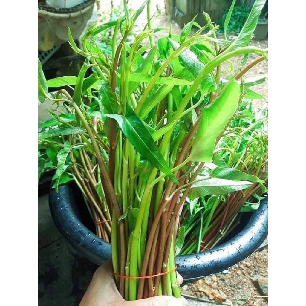 

sayuran kangkung segar /1iket 250-350 g