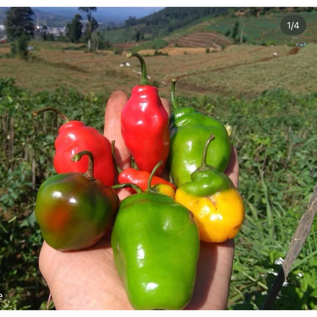

cabe gendot bandung 250 gr Fresh