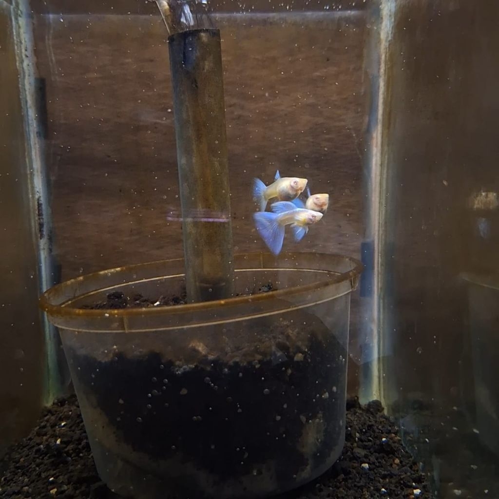 

Packing box SEPASANG Guppy sky blue VIDEO WA AJA