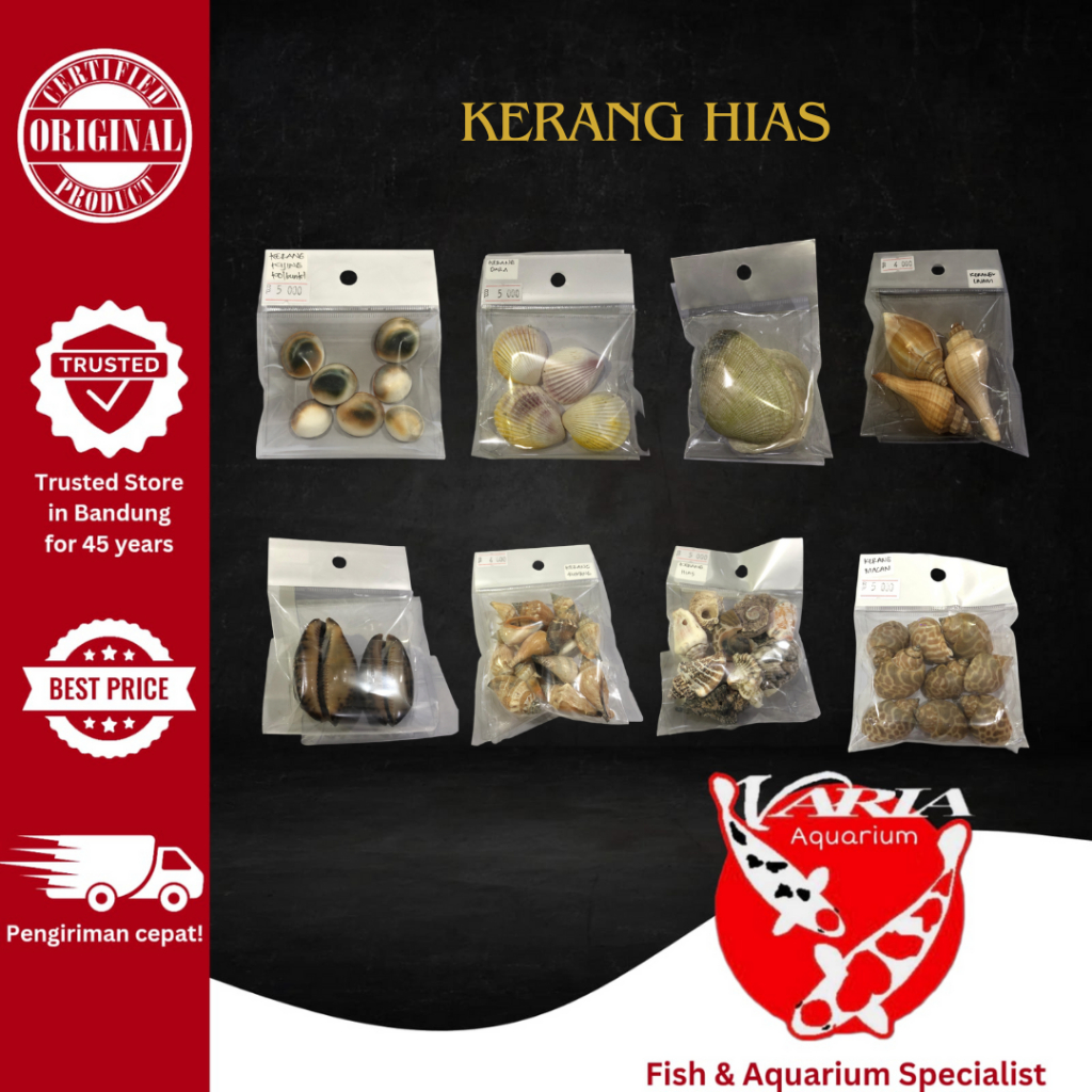 Kerang Hias Aquarium Hiasan Aquarium Aquascape Kerang Hias