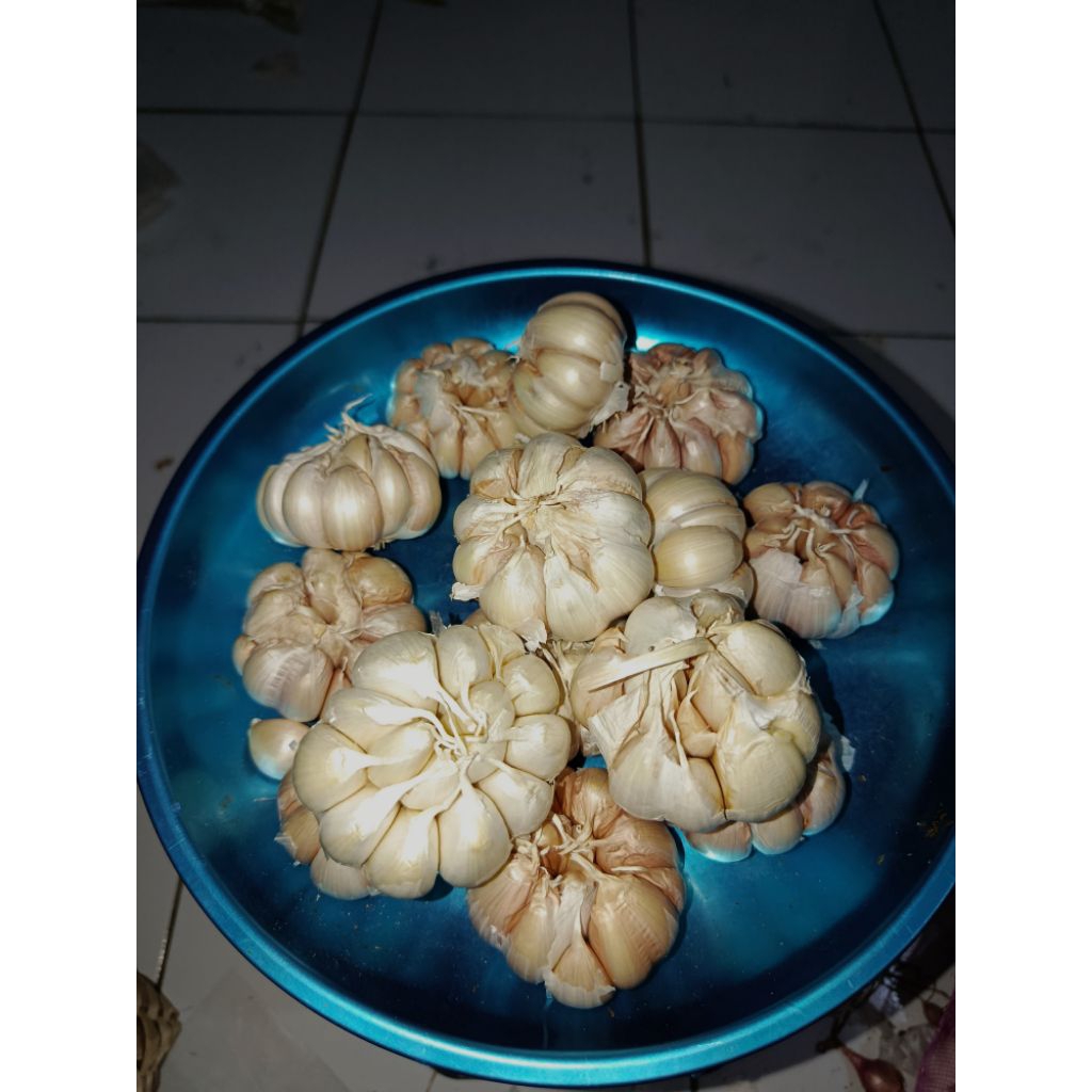 

BAWANG PUTIH SINCO