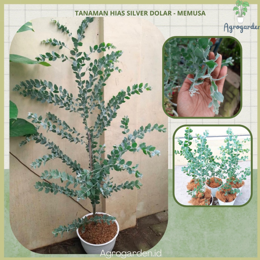 Berkualitas Bibit Tanaman Hias Memusa Eucalyptus Cinerea Daun Potong Dekorasi Memusa  Tanaman hias d