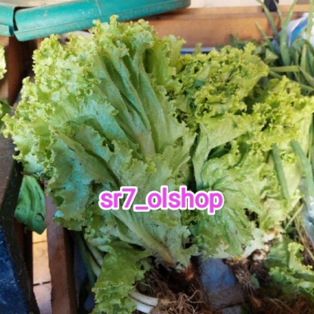 

Selada/ Daun Selada