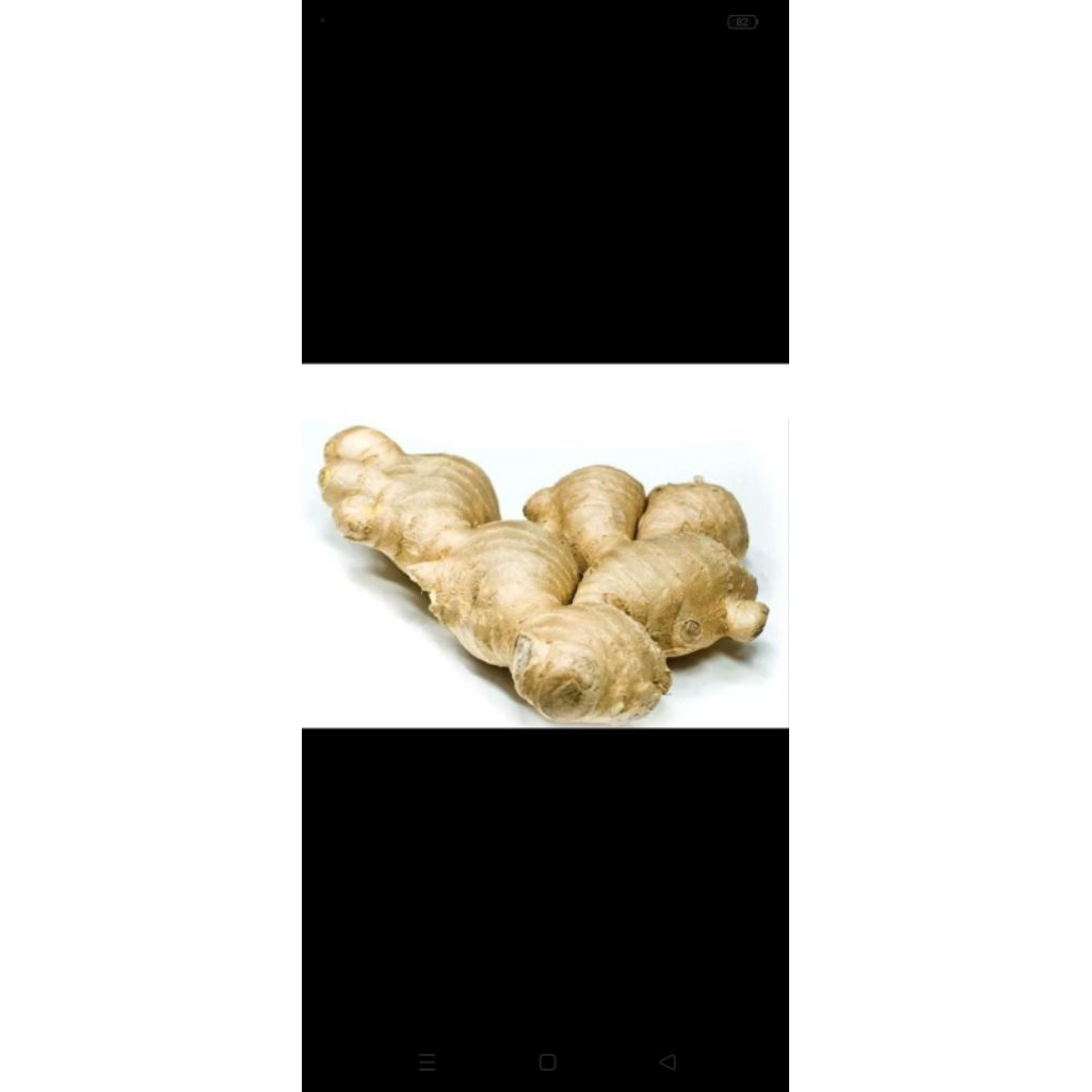 

Laos atau kelaos besar 500 gram/COCOK BUAT SAYUR dll.KONDISI FRES