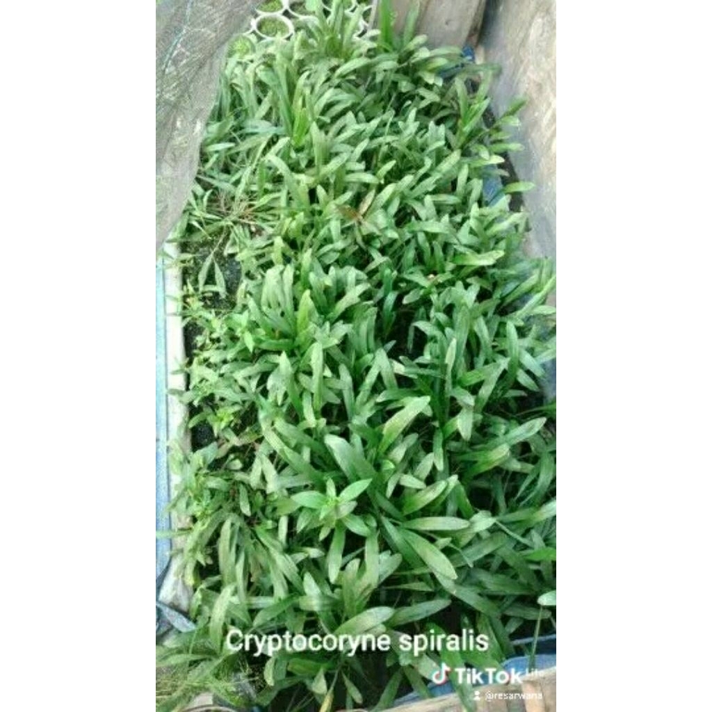 Cryptocoryne spiralis green
