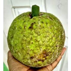 

SEGAR BERSERI - SUKUN 1PCS
