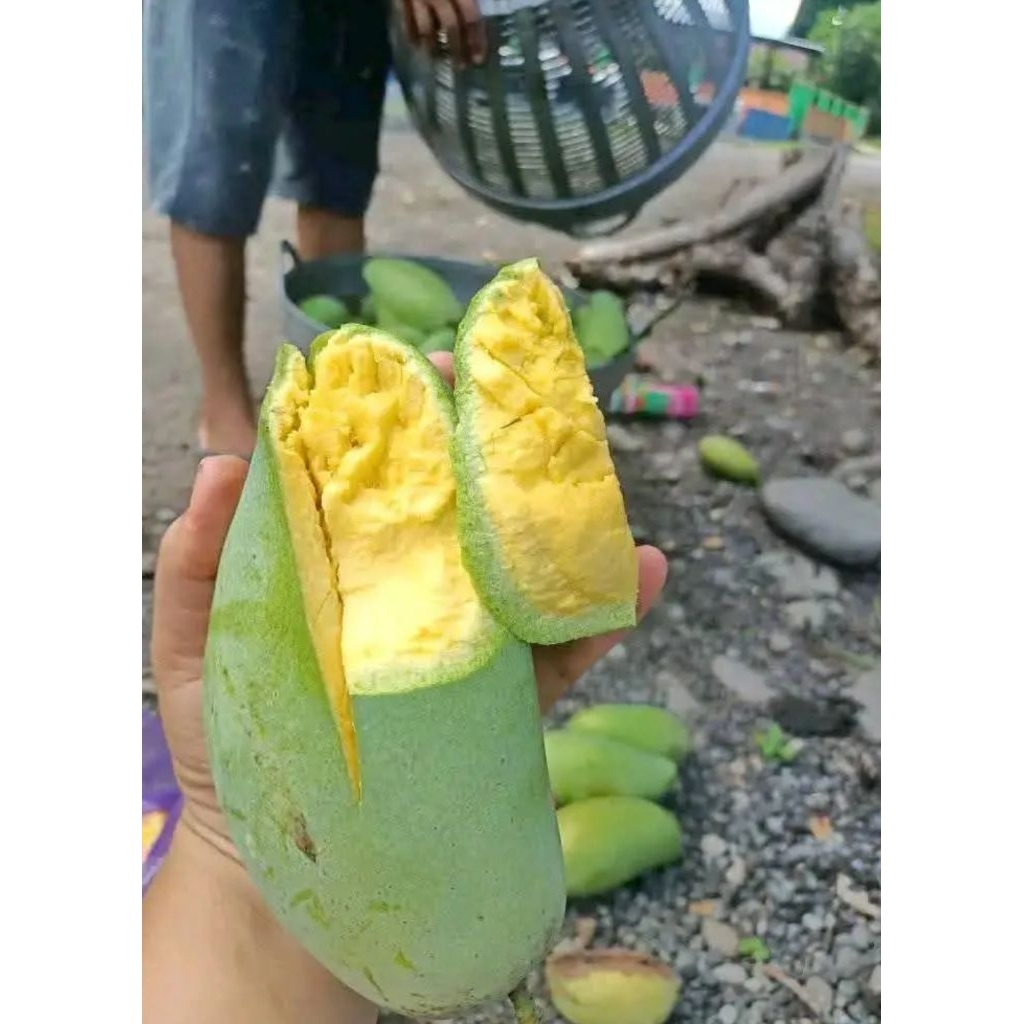 

mangga harum manis mengkel tua dan matang pohon 1kg