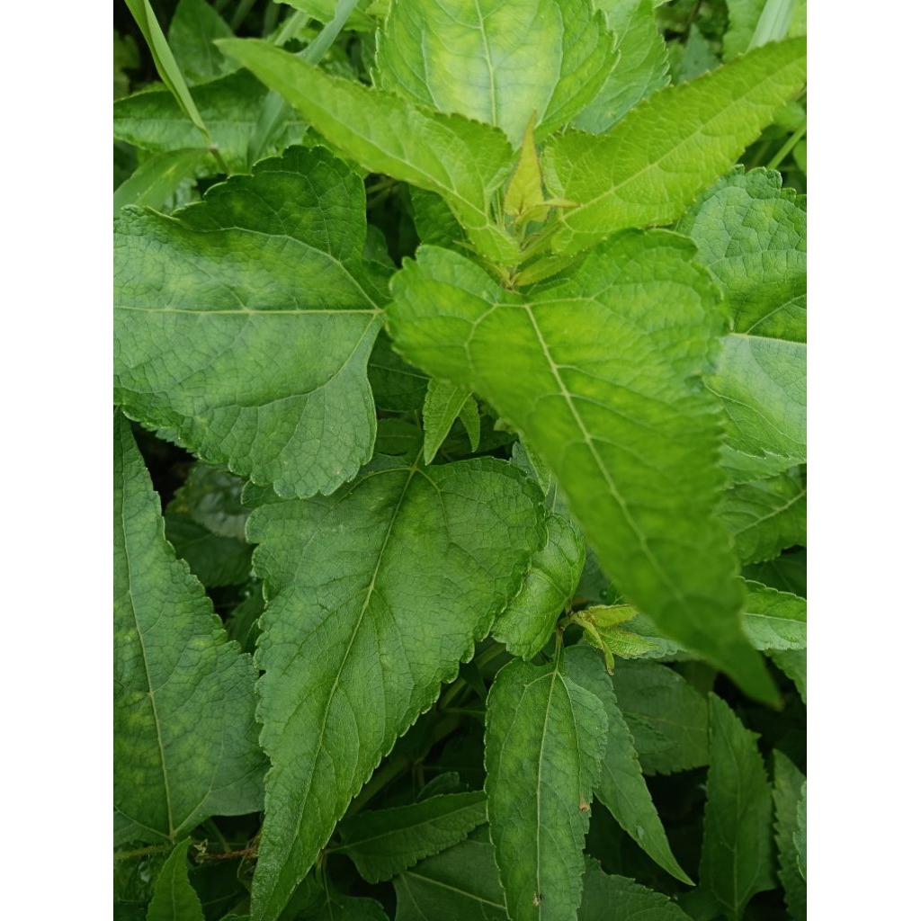 

Daun balakacida segar fres . daun kiriyuh 500 gram