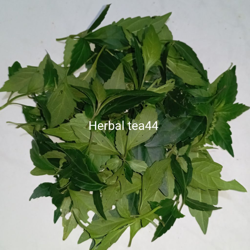 

Daun kumis kucing segar MURNI daun tanpa batang kemasan 250 gram