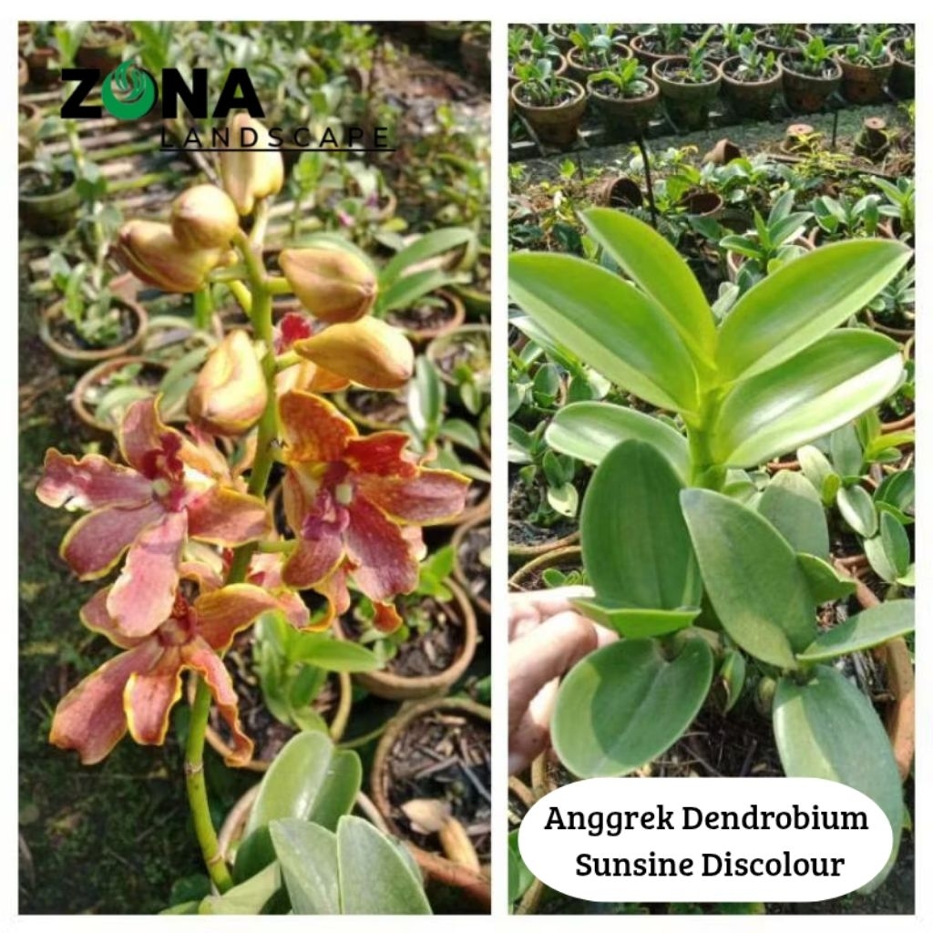 Bunga Anggrek Dendrobium Sunsine Discolour (+Pot Tanah Liat & Media) Anggrek Dendro Import