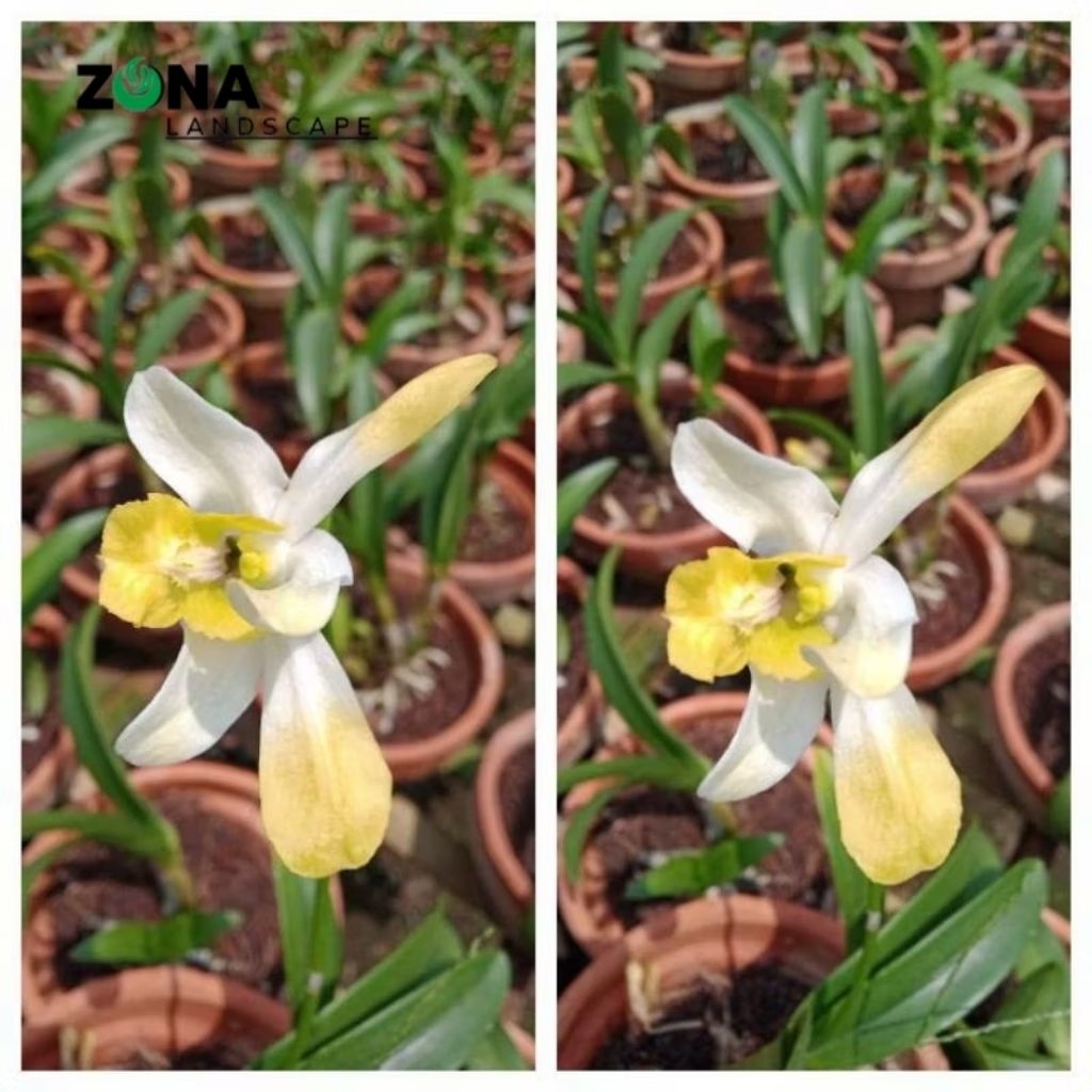 Bunga Anggrek Dendeobium Yollow Dance (+Pot Tanah Liat & Media) Anggrek Dendro Import