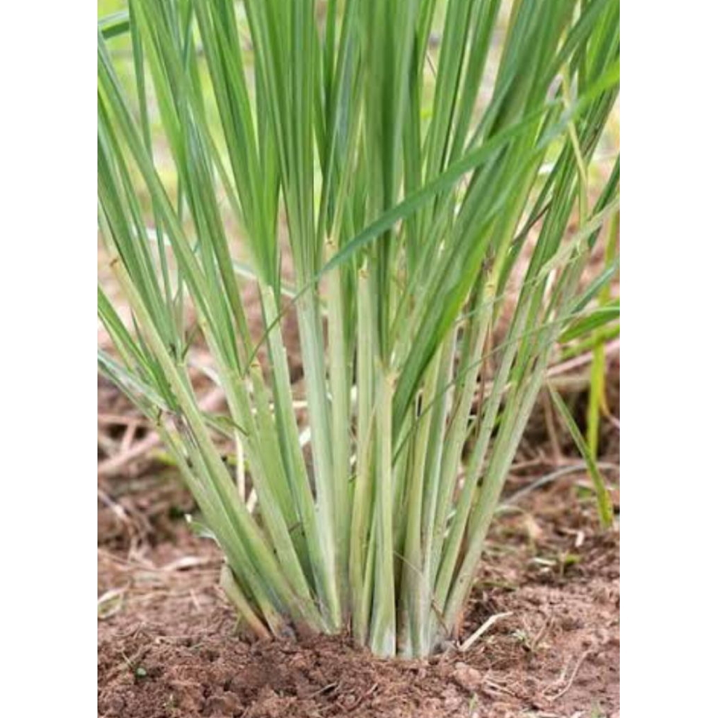 

sereh bumbu masakan,bibit sereh bumbu