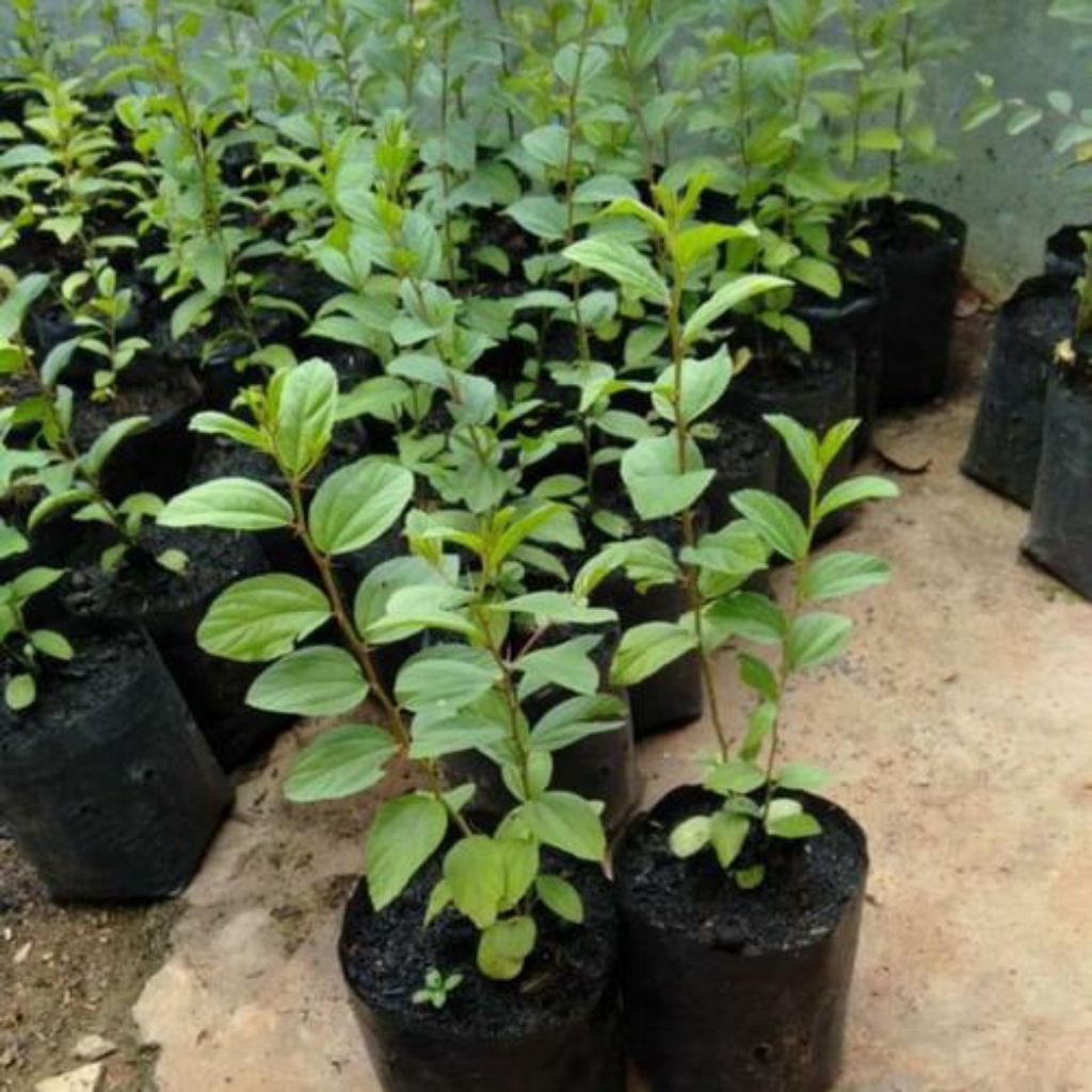 (BISA COD) TERMURAH Tanaman Bidara Arab Asli Tinggi 35-45'Cm Pohon Bidara Arab / Tanaman Bidara Berk