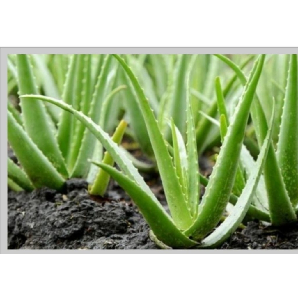 Bibit Lidah Buaya Jumbo Barbadensis
