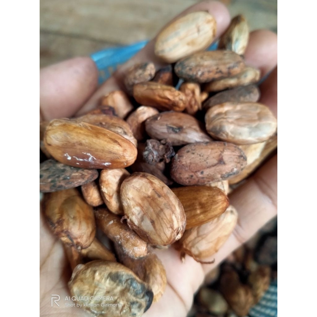 

biji coklat biji kakao