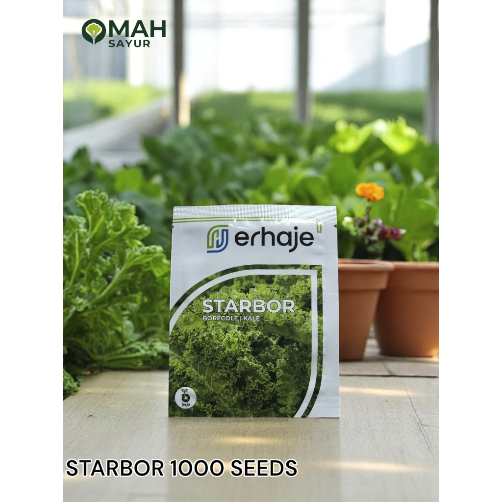 Benih Kale Curly STARBOR Borecole Kale Bejo Seeds 1000