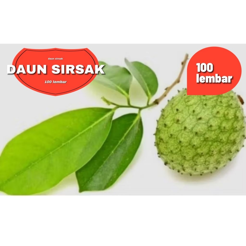 

100 lembar daun sirsak segar organik herbal