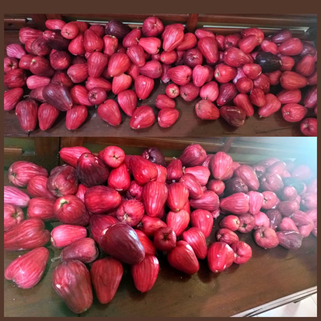 [1 kg] Jambu Dersono / Jambu Jamaika / Jambu Bol / Jambu Kepal