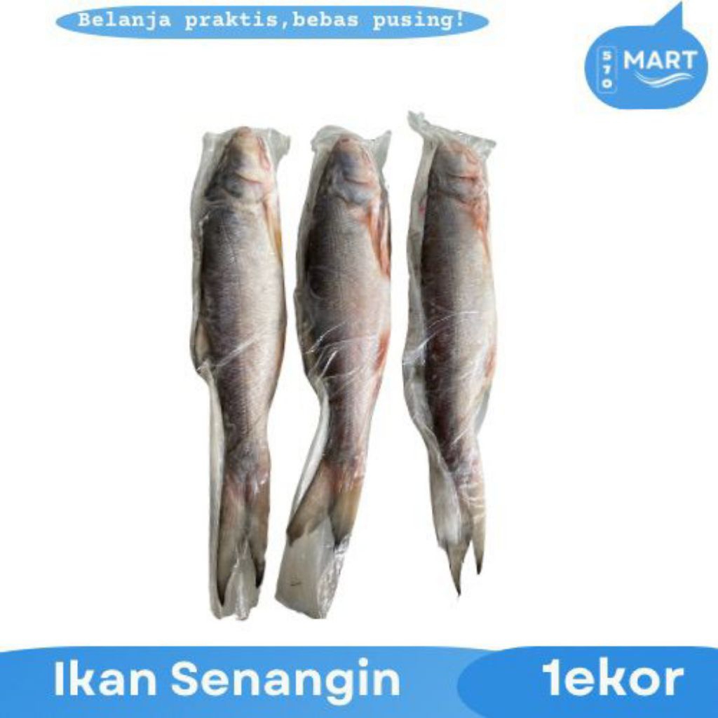 

ikan Senangin Segar Beku 1ekor
