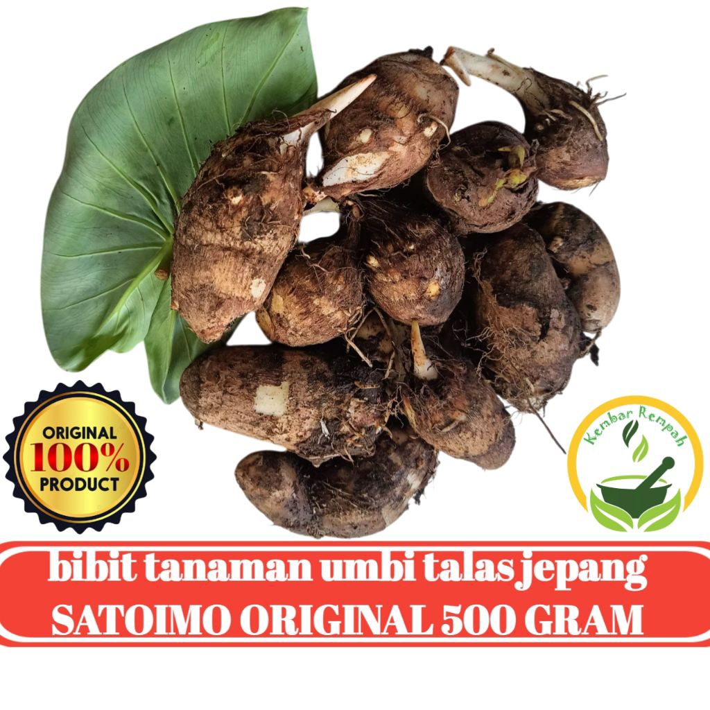 Bibit Tanaman Umbi Talas JEPANG Talas SATOIMO Original 500 Gram